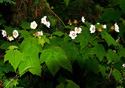 Rubus parviflorus